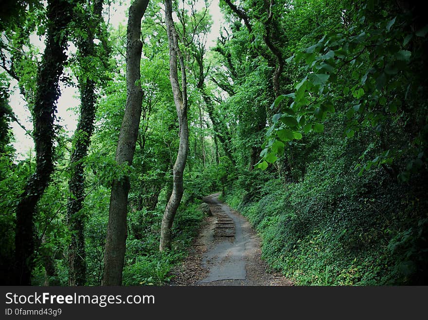 Green path