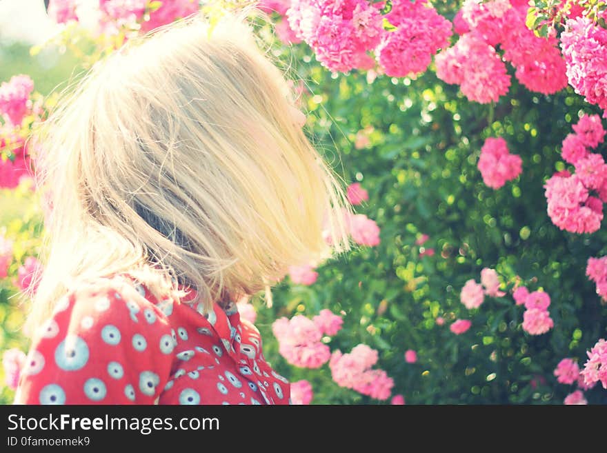 Pink flowers