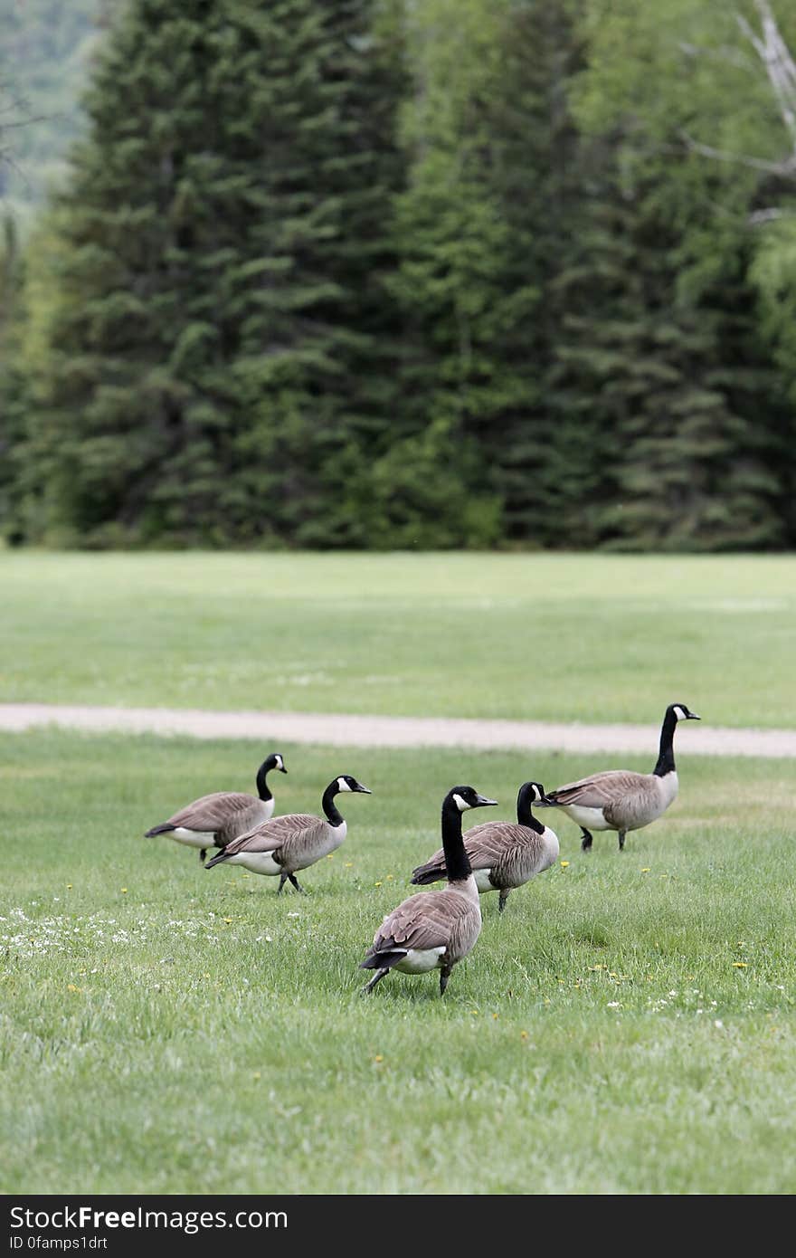Geese