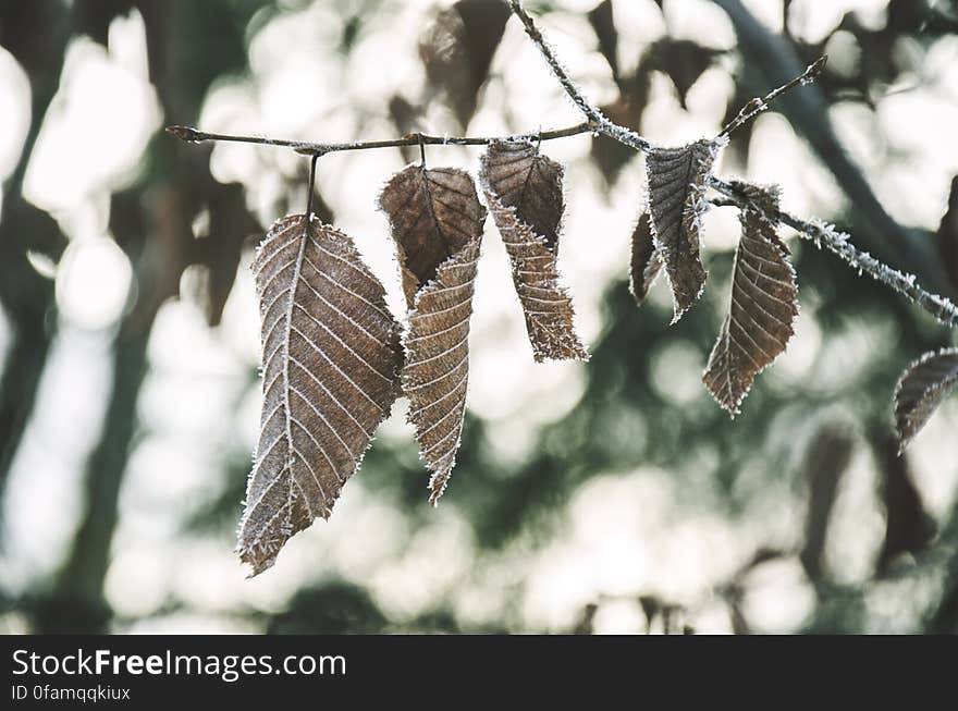 Frozen Leaves