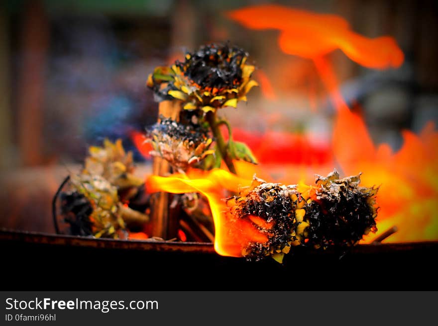 Burning Sunflowers