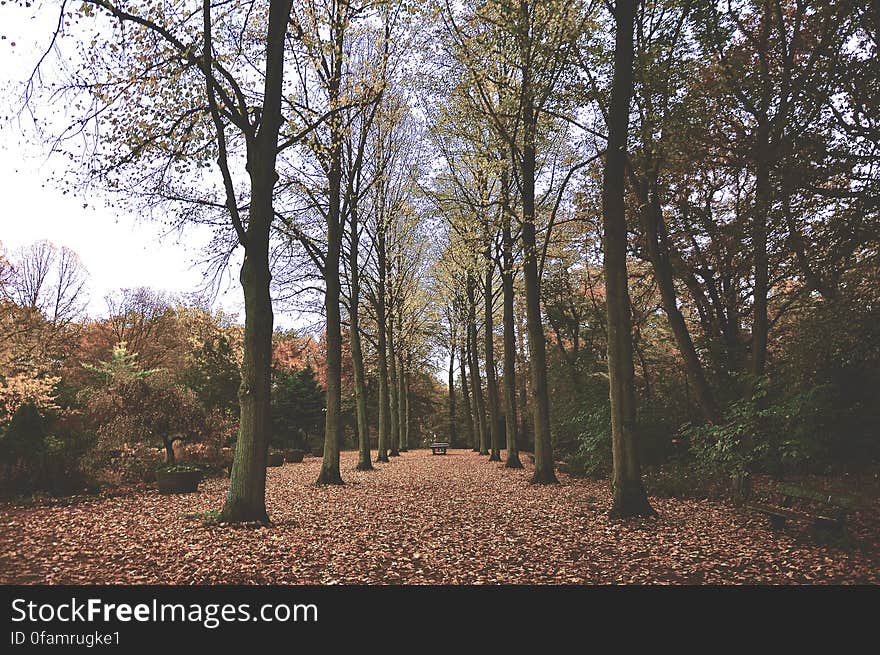 Trees Symmetry