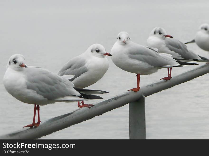 Seagulls Meeting