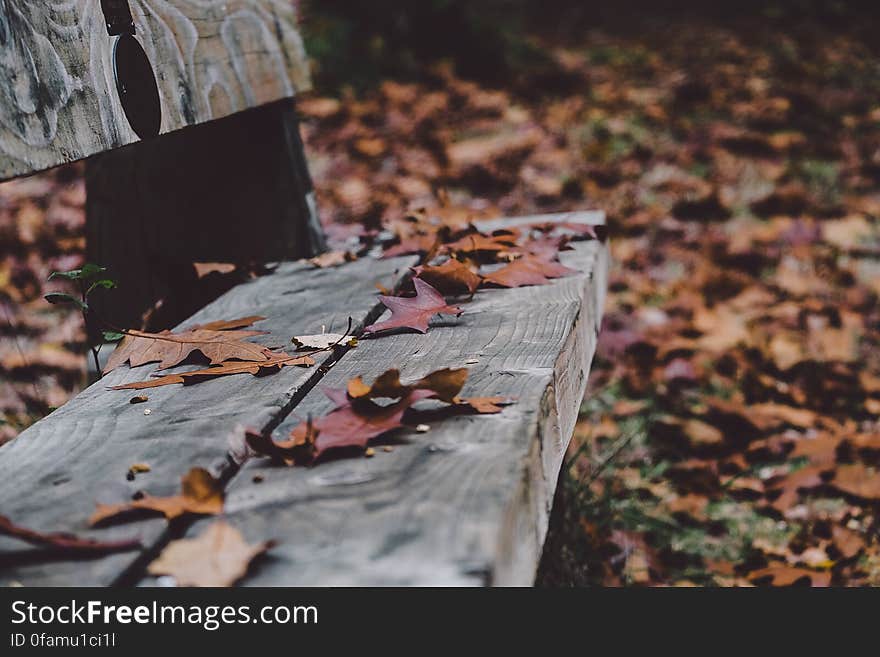 Wood Bench