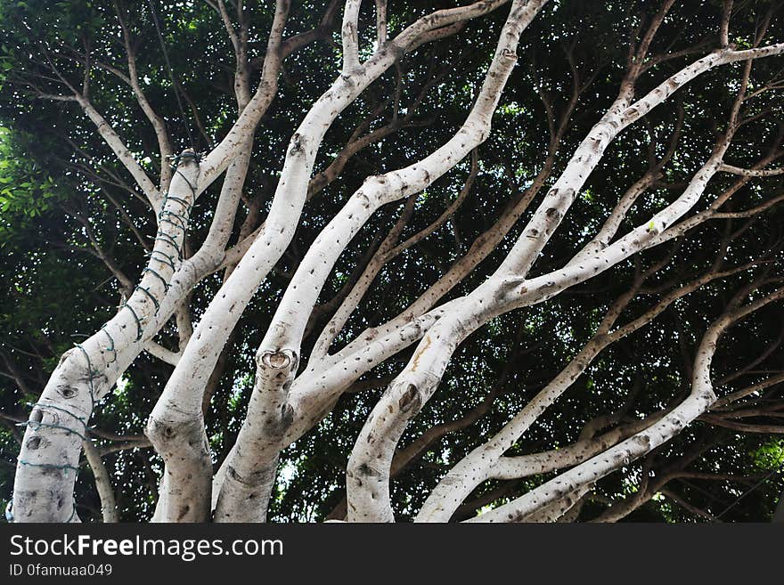 Entwined Trees