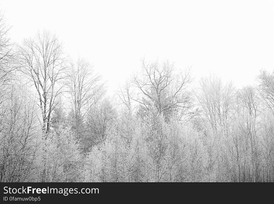 Frozen Trees