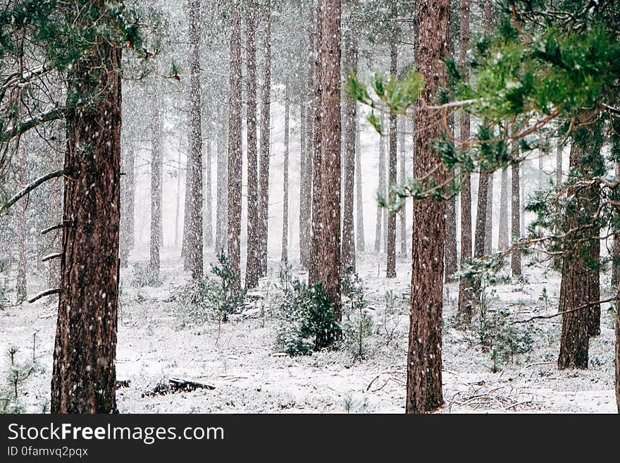 Frozen Forest