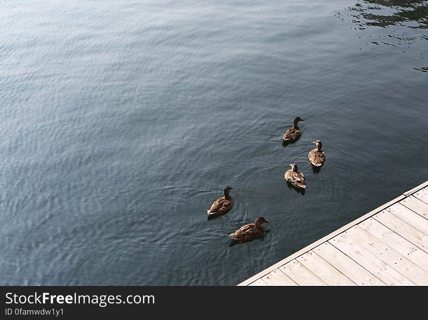 Ducks’ Meeting