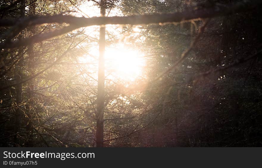 Light In The Forest