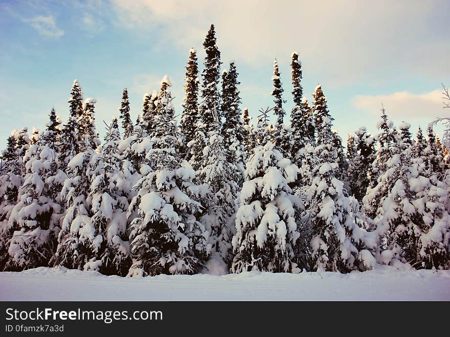 Frozen Firs