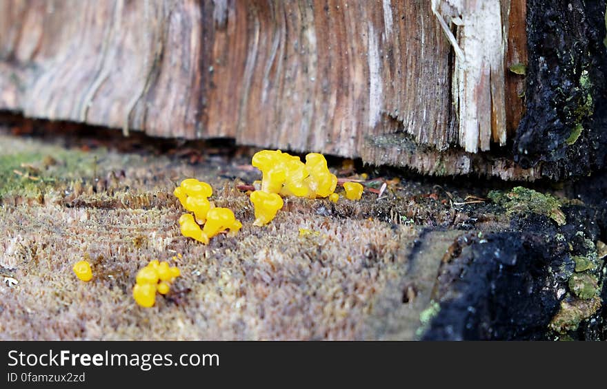 Colorful Mushrooms