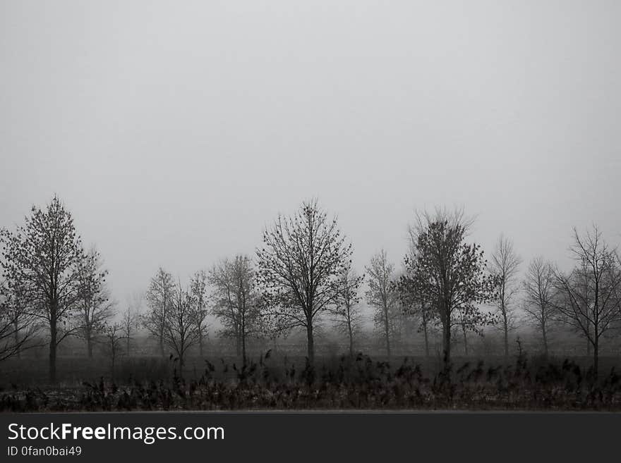 Trees In The Mist