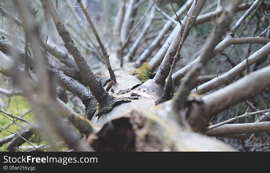 Dead Tree