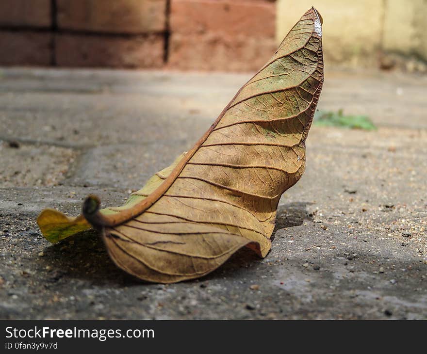 Fallen Leaf Details