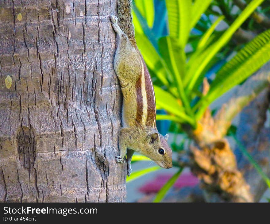 Squirrel Encounter