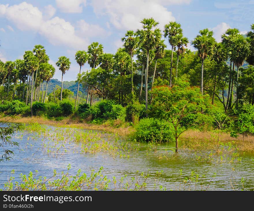 Tropical Lake