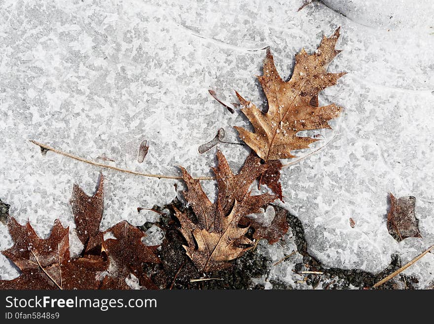 Icy Leaves