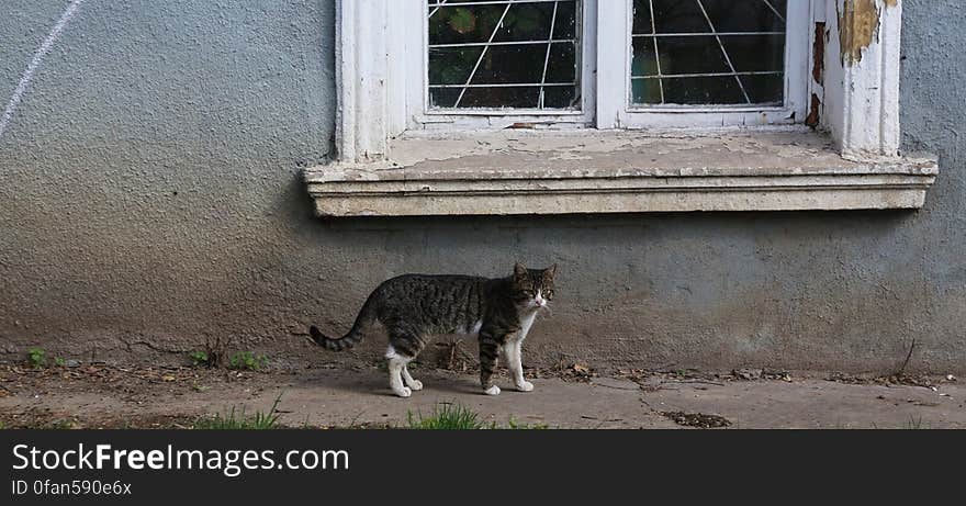 Cat of the Ukraine