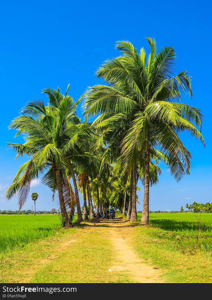 Palm Tree Road