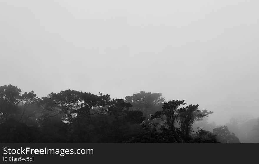 Foggy Forest