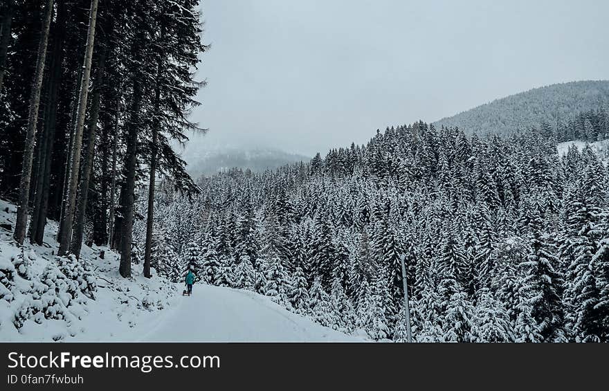 Snowy Forest