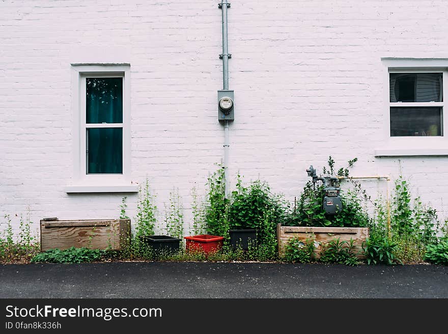 Greenery Wall