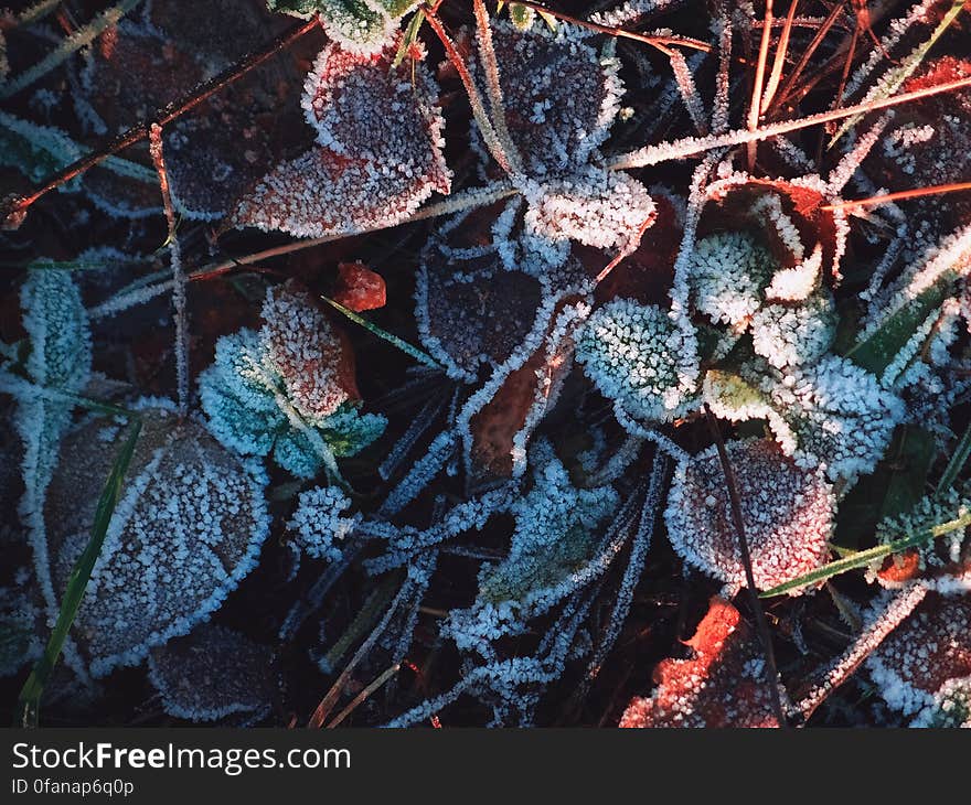 Frost Leaves