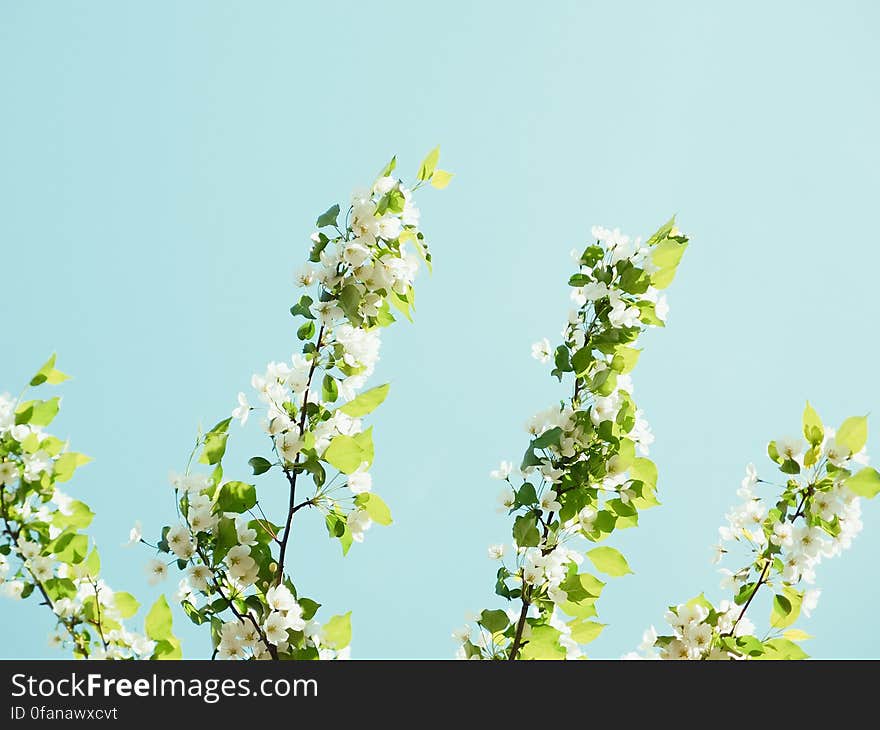 White Flowers