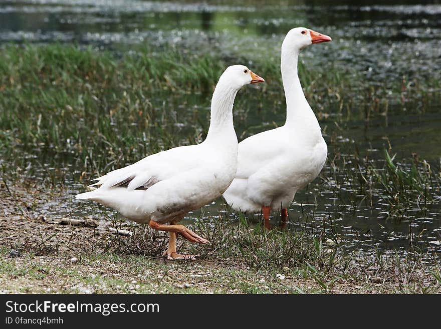 Gooses