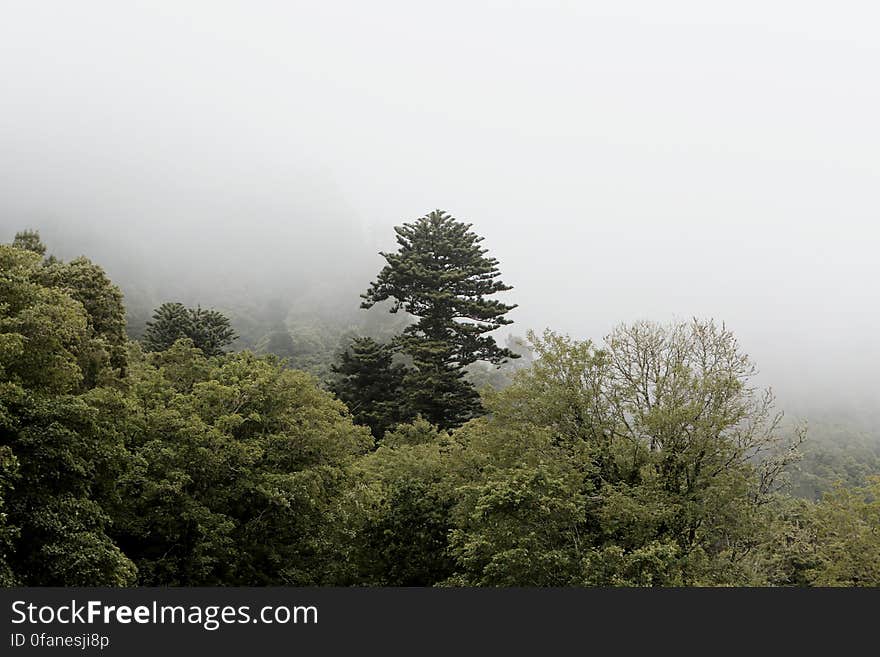 Misty Forest