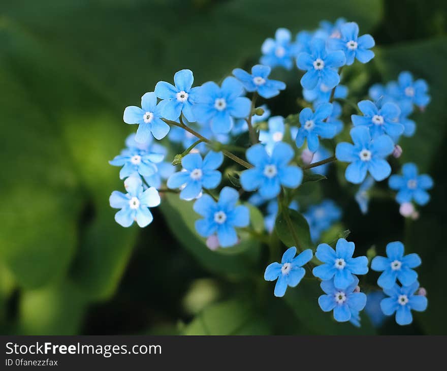 Blue Flowers