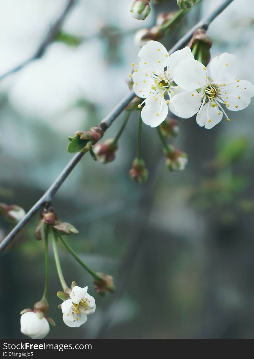 White Flowers