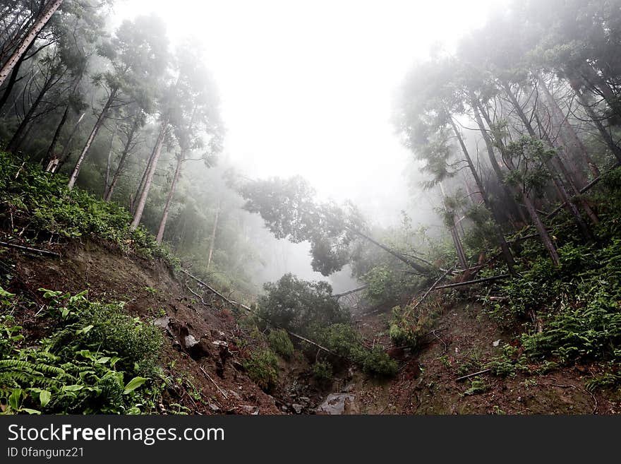 Forest Collapse