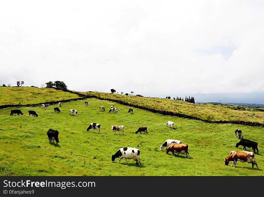 Field Of Cows