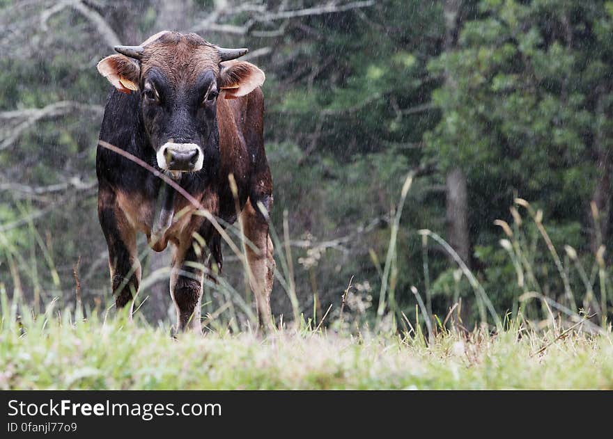 Cow Under The Rain