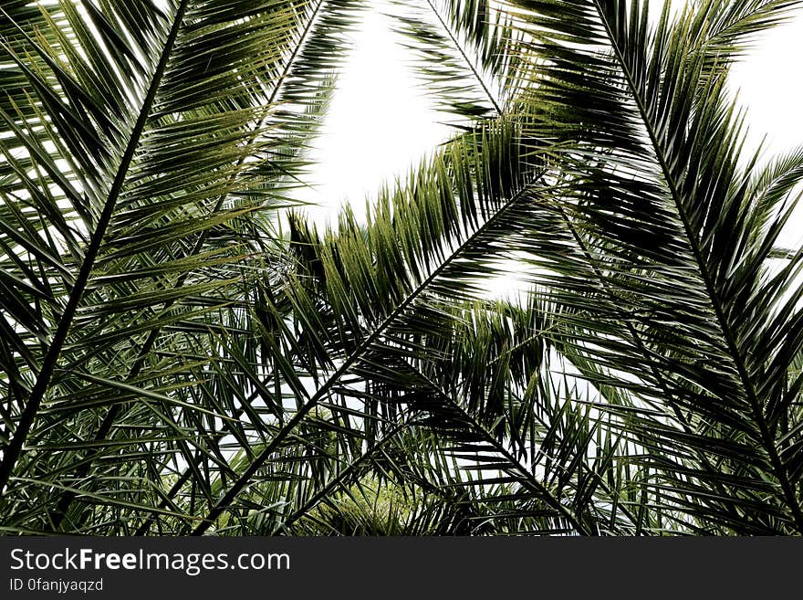 Palms Leaves