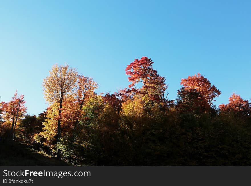 Colorful Trees