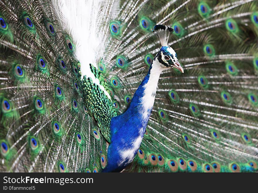 Peacock