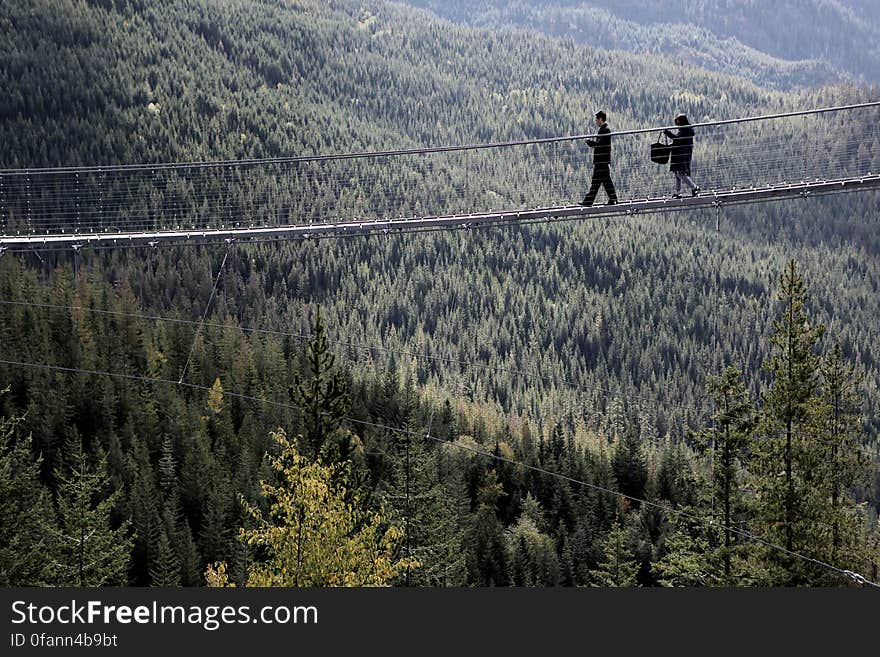 Bridge Over The Forest