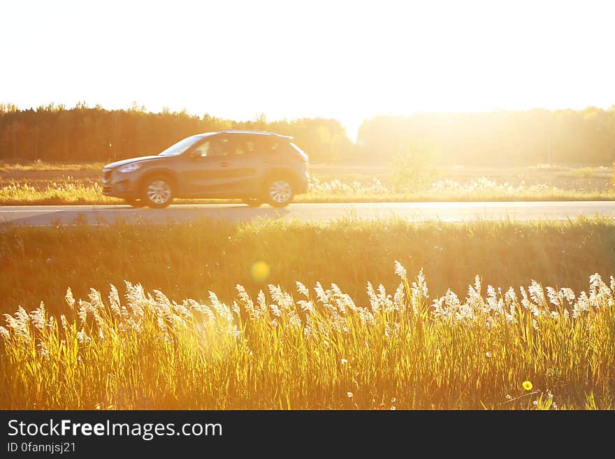 Sunny Road Trip