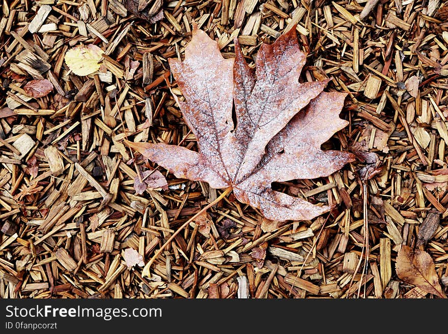 Leaf On Wood Carpet