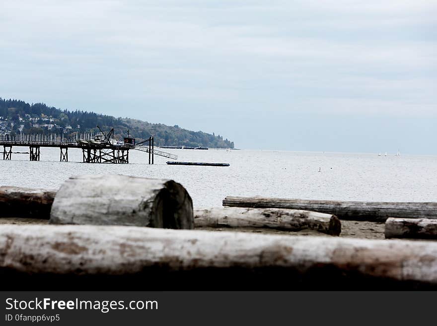 Beach Tree Trunk