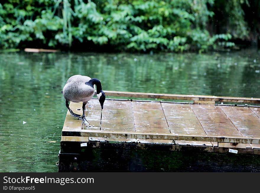 Goose In The Rain