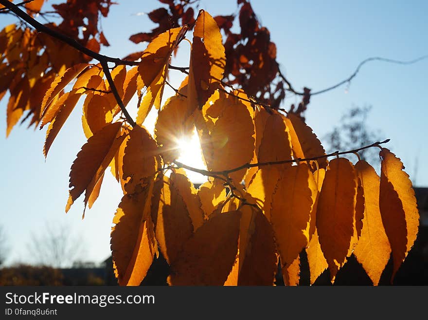 Sunny Leaves