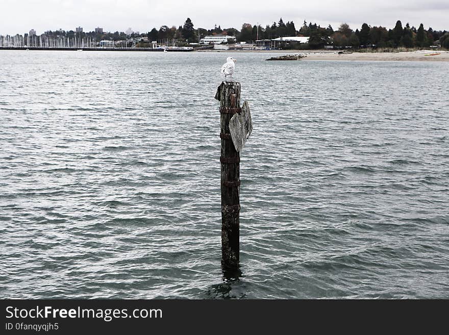 Seagull On A Pole