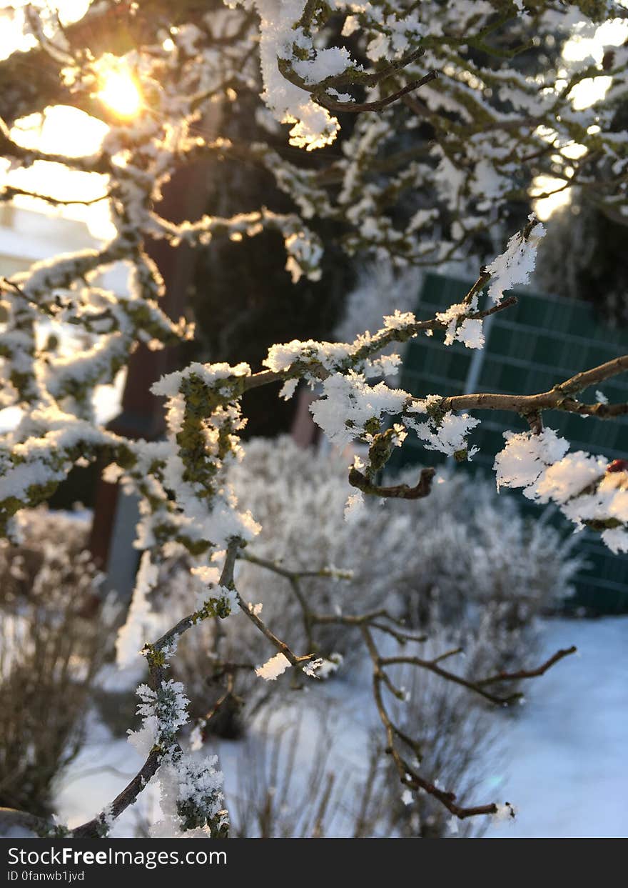 Snow Tree