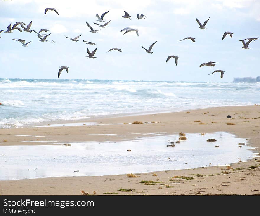 Birds in Flight