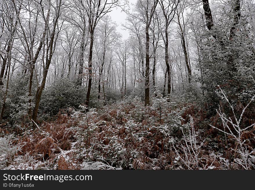 Ardennes Forest