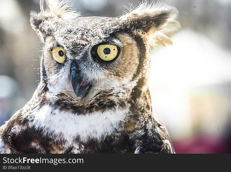 Owl portrait