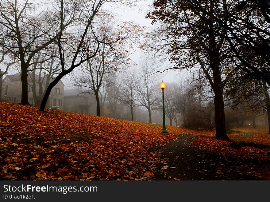 Autumnal Park